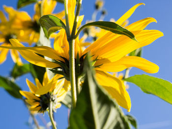 Close-up of yellow flowering plant against blue sky