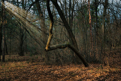 Trees in forest during autumn