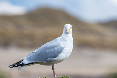 Close-up of seagull perching