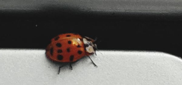 Close-up of ladybug