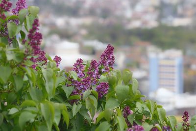 Close-up of flowers blooming outdoors