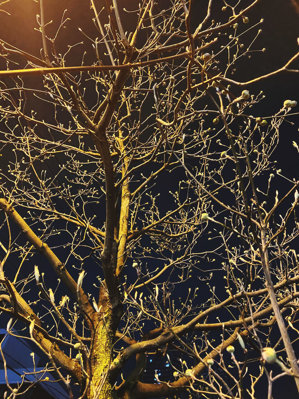 LOW ANGLE VIEW OF BARE TREE AGAINST SKY