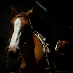 Horse and shadow