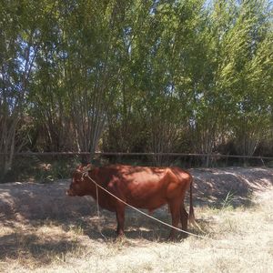 Horse in ranch