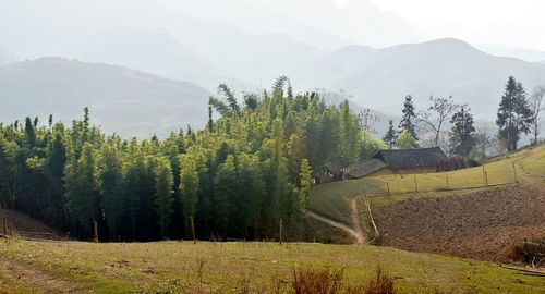 Plants growing on land against sky