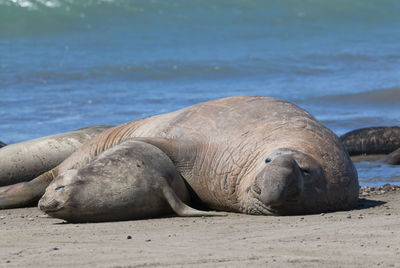 Sea lions relaxing at beach