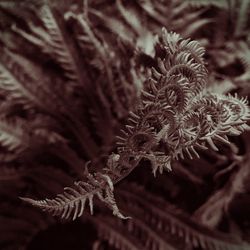 Close up of plant against blurred background