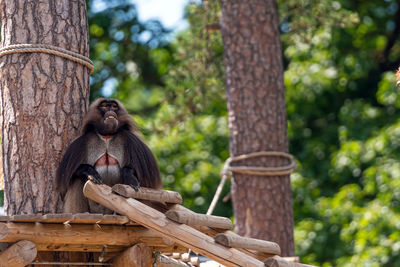 Gelada baboon - theropithecus gelada- sitting on a platform in the shade of a tree, monkey portrait