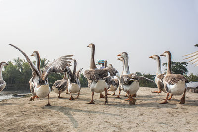 A flock of swan running on a village road at kala bagi, khulna. bangladesh.