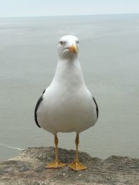 Seagull perching on shore