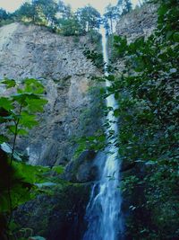 Stream flowing through forest