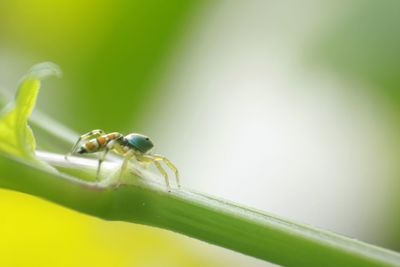 Close-up of insect on plant