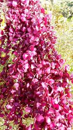 Full frame shot of pink flowers