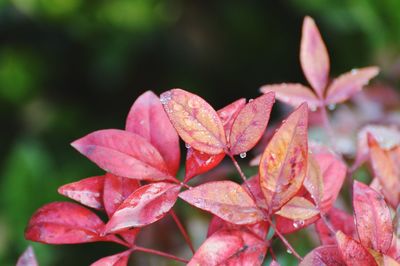 Close-up of red flowering plant leaves