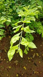 High angle view of plant growing on field