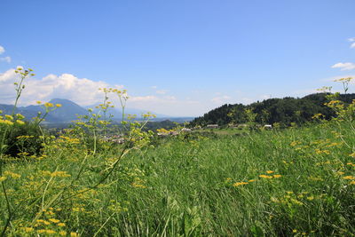 Scenic view of field against blue sky