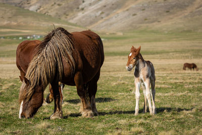 Horses in a field