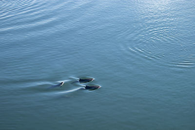 High angle view of bird swimming in sea