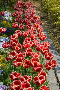 High angle view of red flowers in park