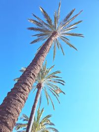 Low angle view of palm tree against clear blue sky