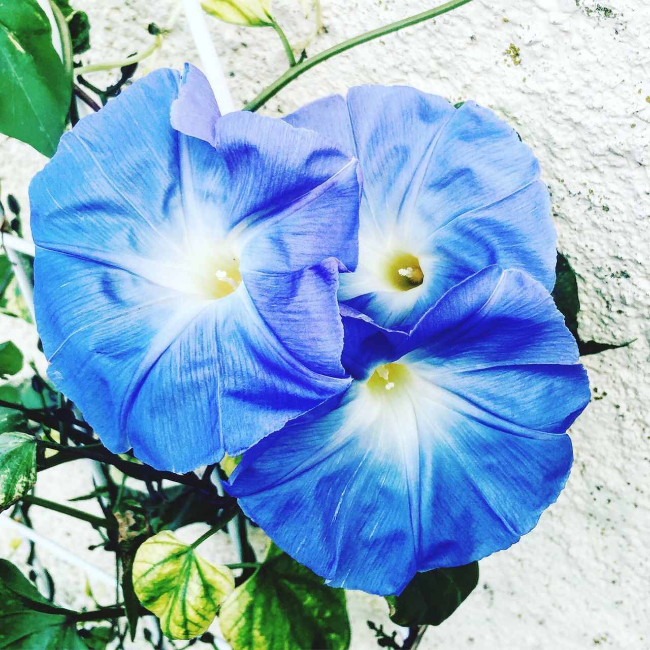 flower, petal, fragility, freshness, flower head, blue, close-up, beauty in nature, blossom, purple, in bloom, season, growth, springtime, nature, single flower, vibrant color, plant, botany, selective focus, macro, day, softness, outdoors, pollen, focus