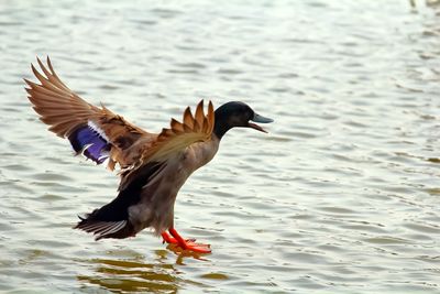 Bird flying over water