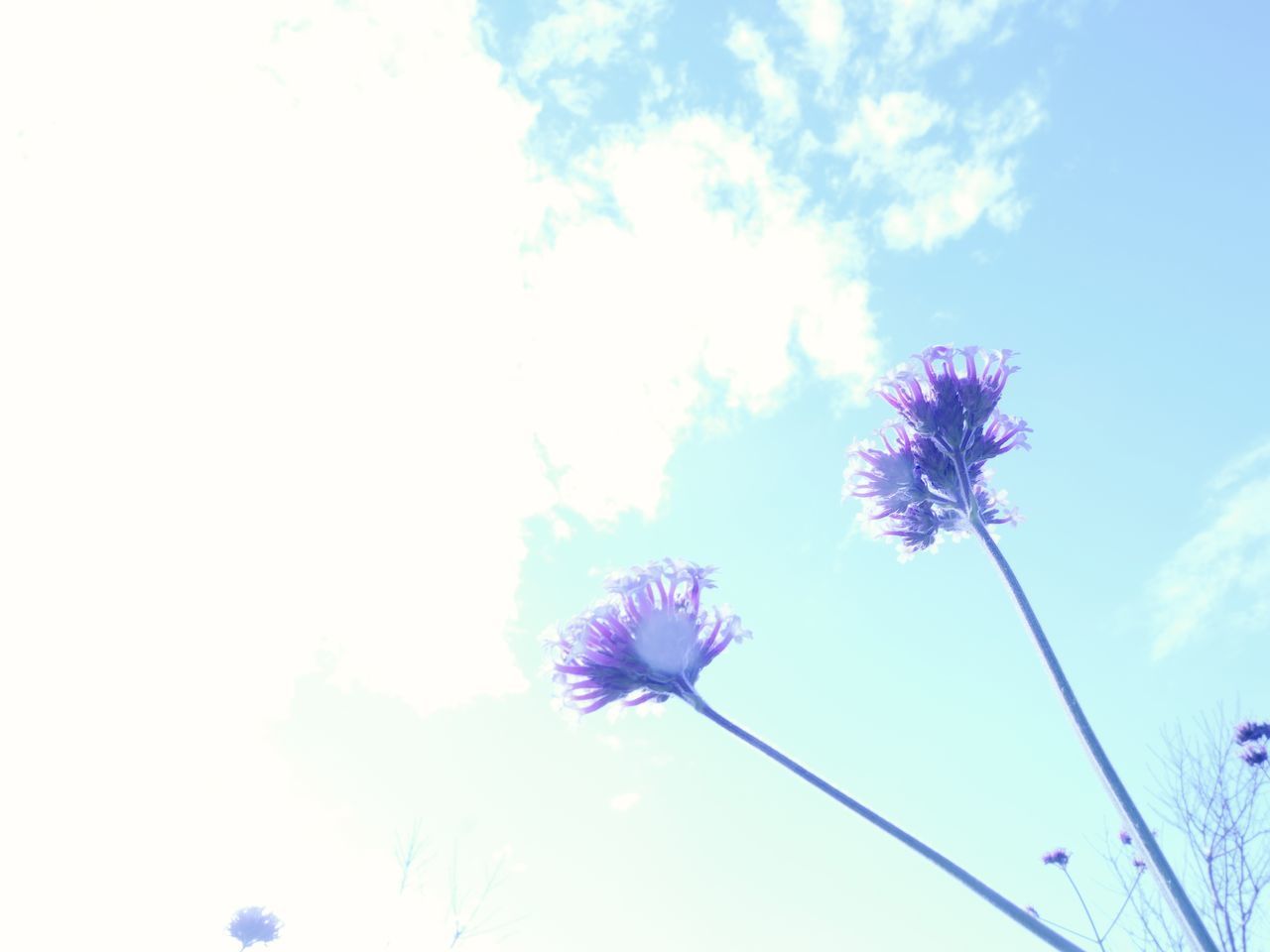 CLOSE-UP OF PURPLE FLOWER AGAINST SKY