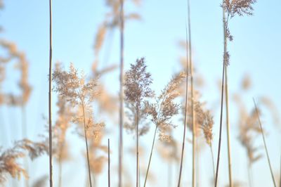 Close-up of stalks against clear sky during winter