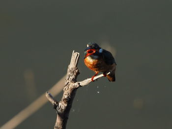 Close-up of bird perching on branch