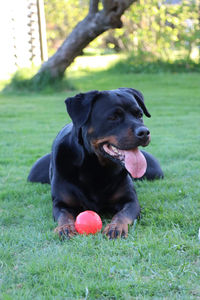 Dog relaxing on field