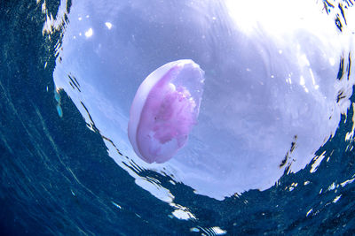 Close-up of jellyfish swimming in sea