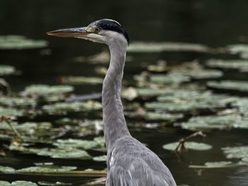 Close-up of a bird