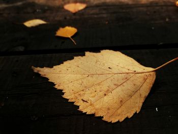 Close-up of dry leaves