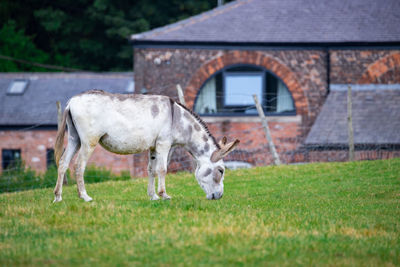 View of a horse on field