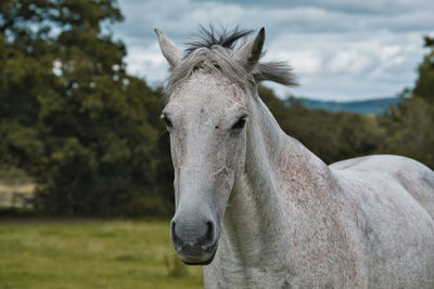 Close-up of a horse on field