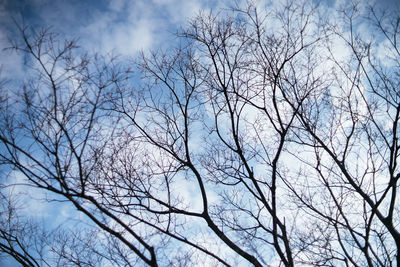 Low angle view of bare tree against sky