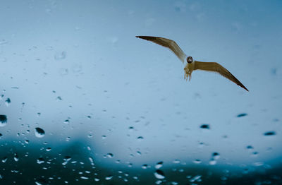 Low angle view of bird flying over sea