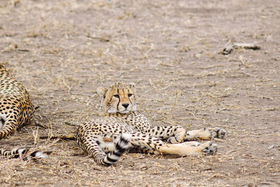 Cheetah on field