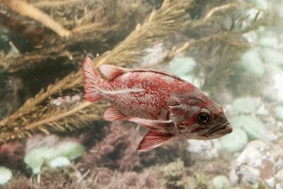 Close-up of fish swimming in aquarium