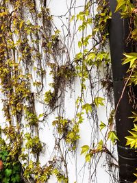 Low angle view of ivy growing on tree trunk