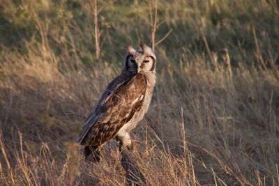 Bird perching on grass