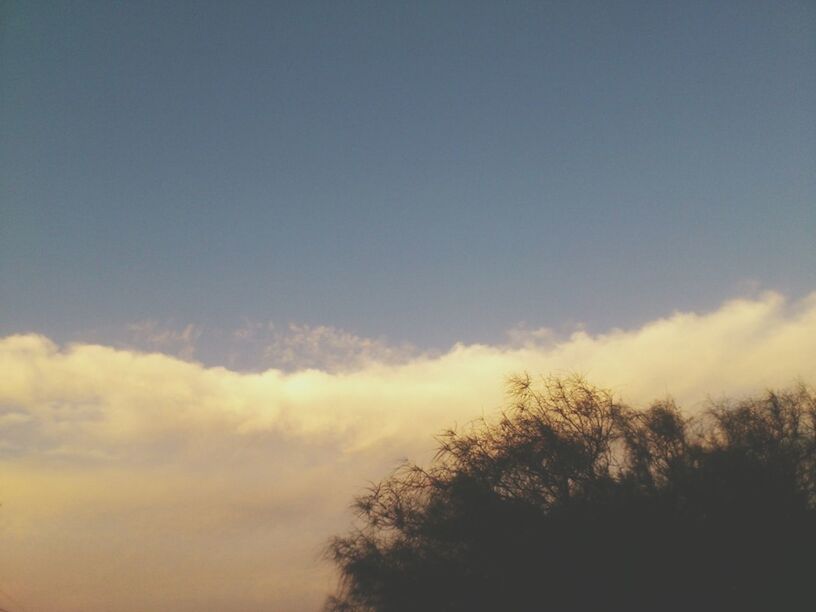 sky, tranquility, beauty in nature, tranquil scene, silhouette, scenics, low angle view, tree, nature, cloud - sky, sunset, idyllic, copy space, cloud, outdoors, no people, cloudy, dusk, growth, blue