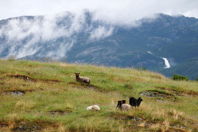 Sheep in a field