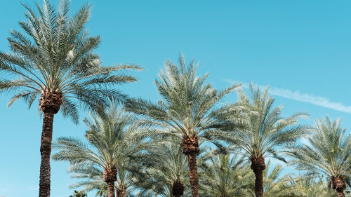 Low angle view of palm trees against clear blue sky