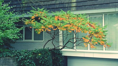 Close-up of flowers growing on tree