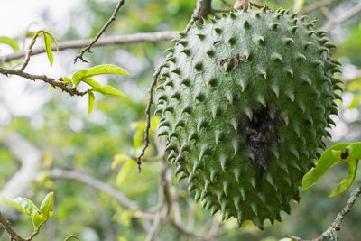 Annona muricata, soursop, hanging from the tree with mite infestation.