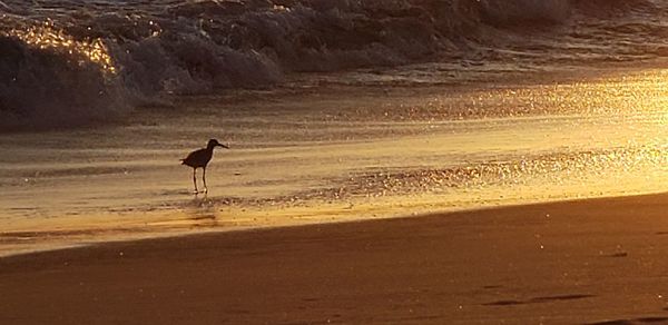 Silhouette bird on beach