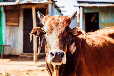 Portrait of cow standing outdoors