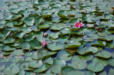 View of water lily in pond