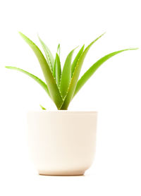 Close-up of potted plant